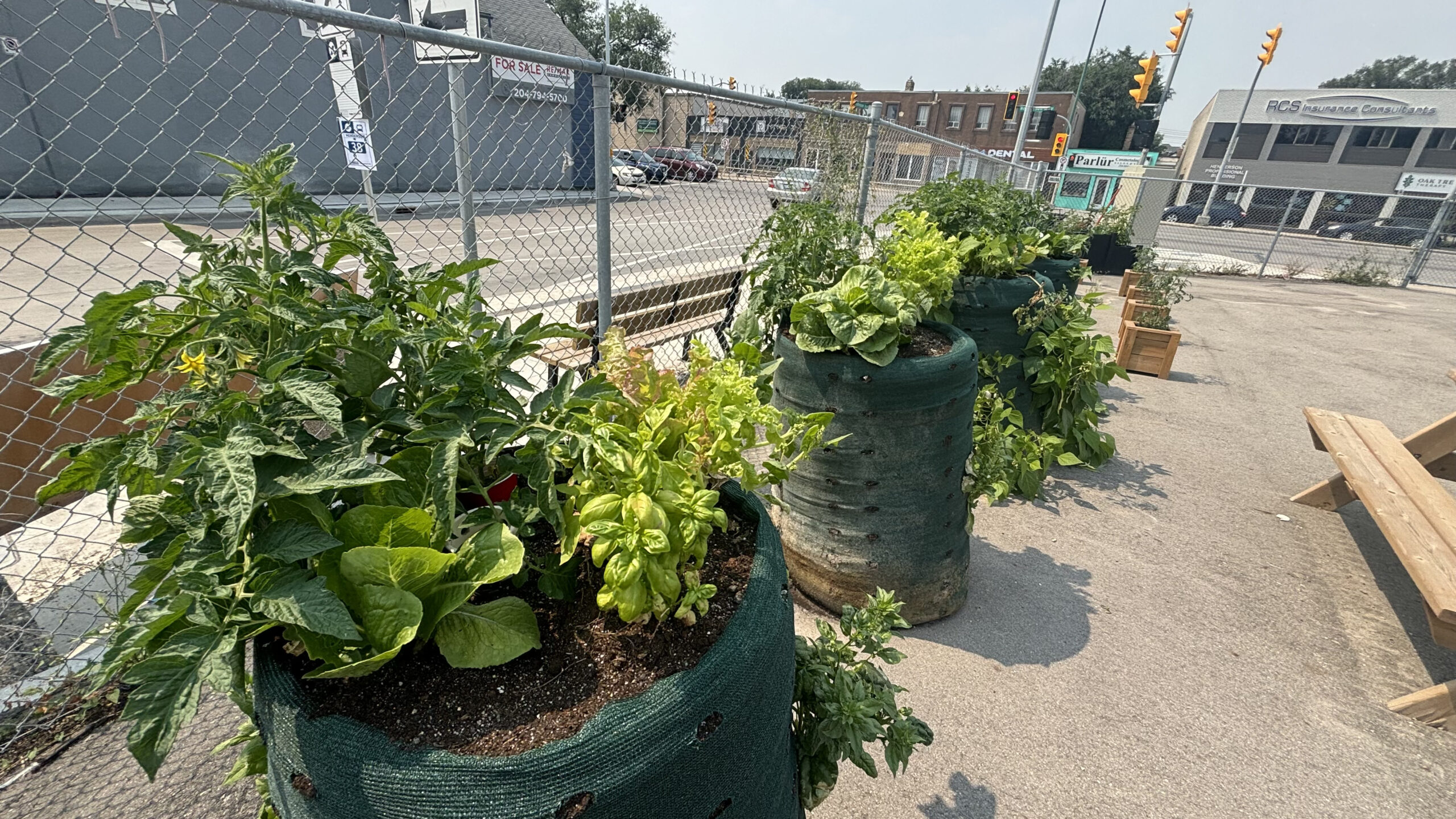 Flowers planted by Green Team